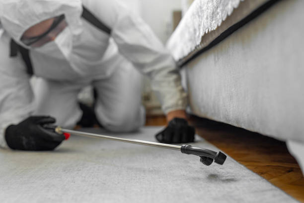 Professional Ant Control technician working in Las Quintas Fronterizas, TX